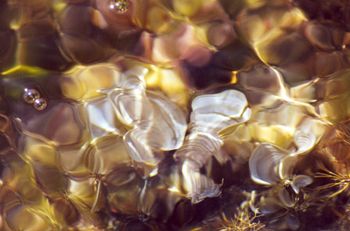 Padina-  A photograph of Padina, a brown algae from a roc... by Rebecca Urban 